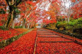 f:id:tmatsu06:20200524120433j:plain