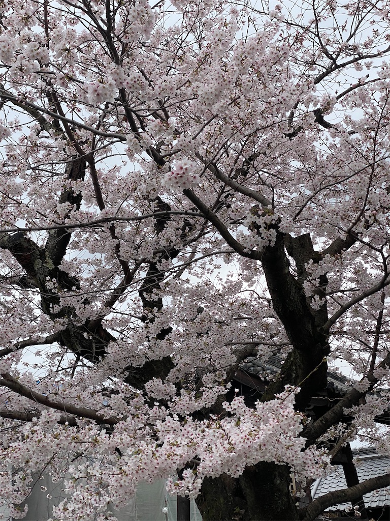 f:id:tmatsu06:20200524132824j:image