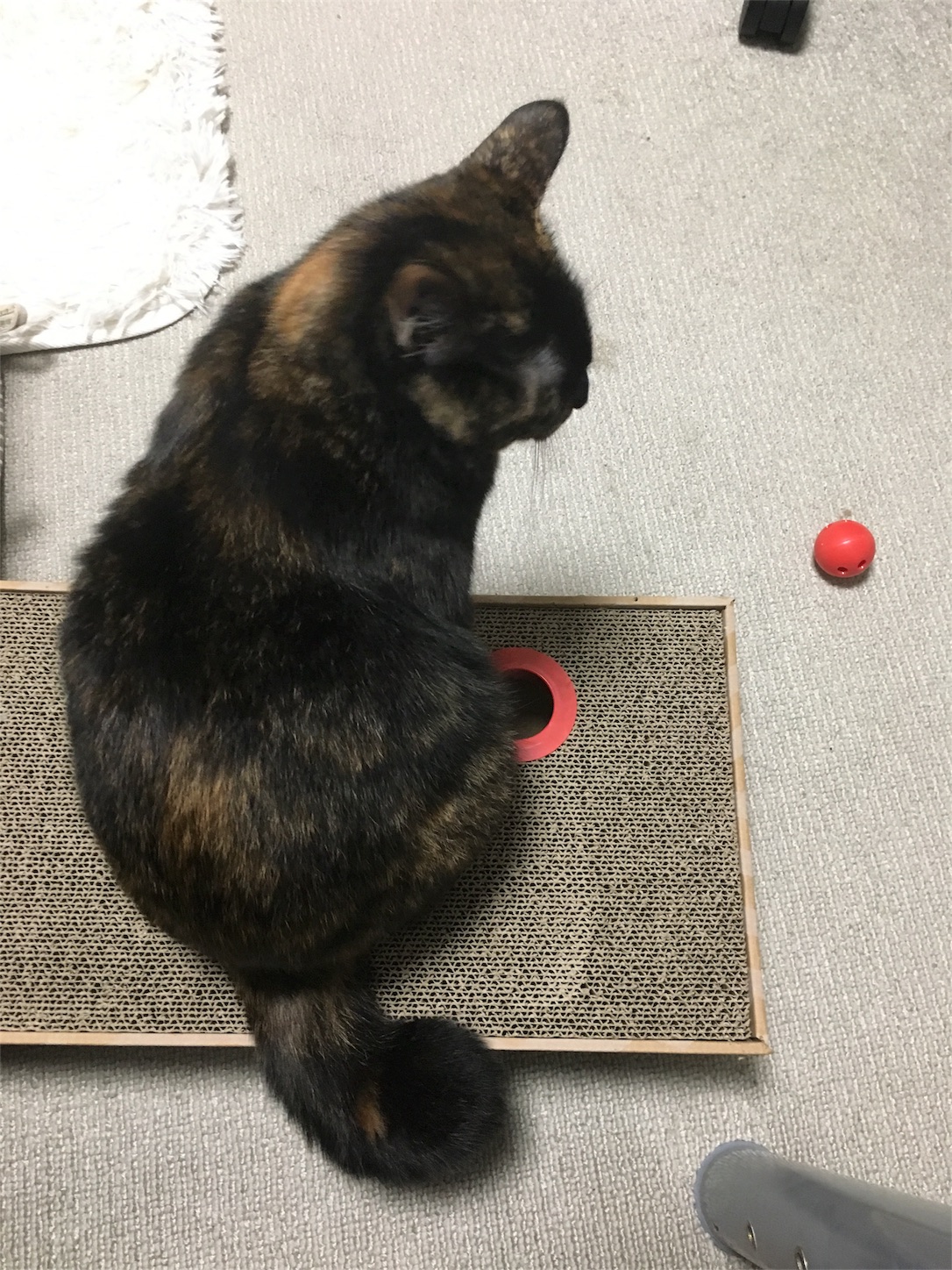 f:id:tmd45:20180216200506j:image:h250