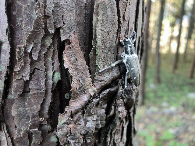 f:id:tmja:20171128122723j:plain