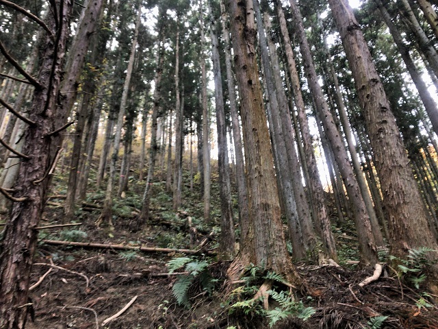 f:id:tmja:20171128122736j:plain