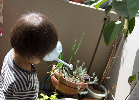 水やり