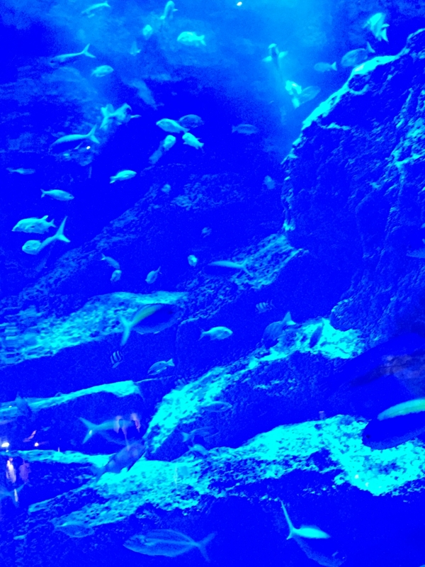 f:id:tmnstmsn:20161120001140j:plain f:id:tmnstmsn:20161120001140j:plain