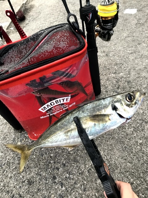 初心者向け】アジングの始め方！「どんな道具を揃えたらいいの？」に