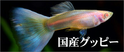 f:id:tmp-np:20170316122028j:image f:id:tmp-np:20170316122028j:image