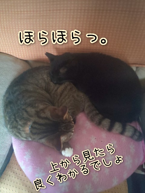 f:id:tmpm:20230303134042j:image f:id:tmpm:20230303134042j:image