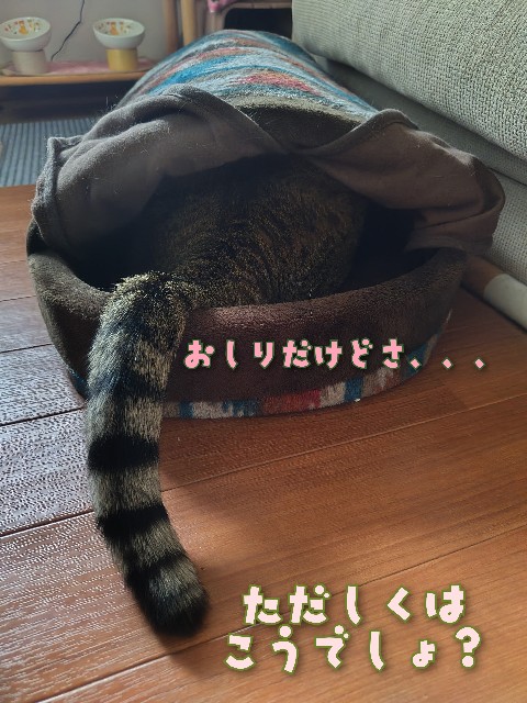 f:id:tmpm:20230321145622j:image f:id:tmpm:20230321145622j:image