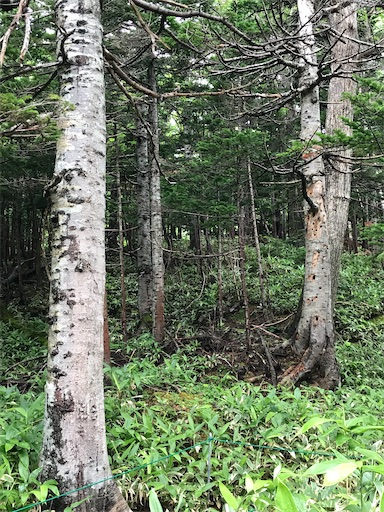 f:id:tmtmz:20200426223224j:image