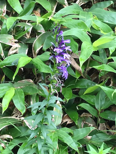 f:id:tmtmz:20200426223228j:image