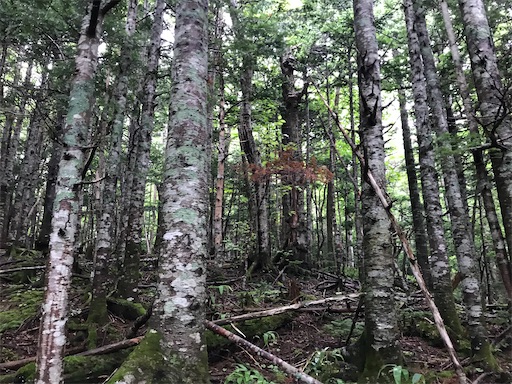 f:id:tmtmz:20200426223435j:image