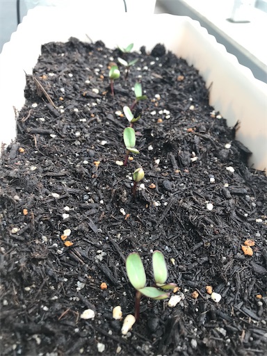 f:id:tmtmz:20200503124324j:image