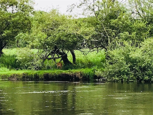 f:id:tmtmz:20200510213948j:image