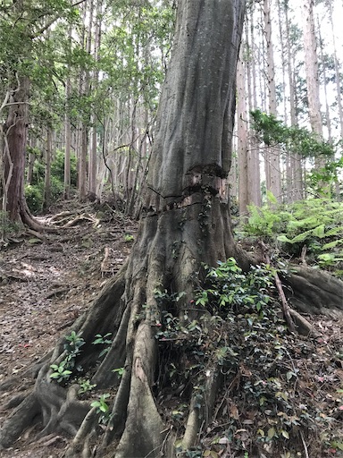 f:id:tmtmz:20200523202644j:image