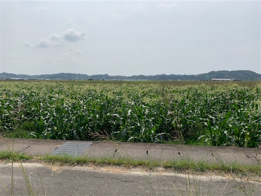 f:id:tmtmz:20200607131640j:plain