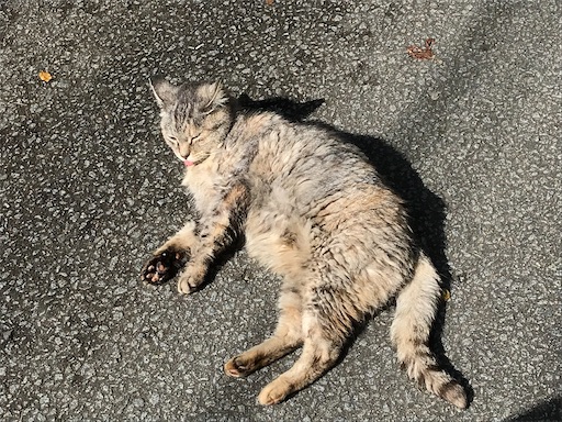 f:id:tmtmz:20201104221620j:image