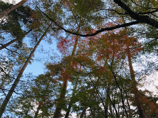 f:id:tmtmz:20201104221736j:image