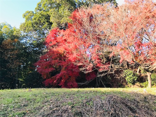 f:id:tmtmz:20201219213853j:image f:id:tmtmz:20201219213853j:image