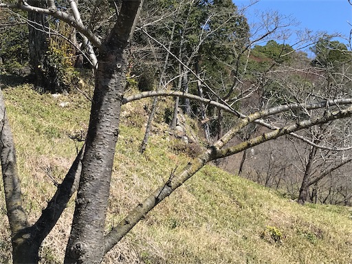 f:id:tmtmz:20210315190003j:image