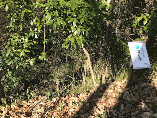 f:id:tmtmz:20210315191335j:image