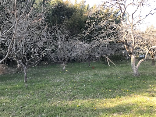 f:id:tmtmz:20210315191637j:image