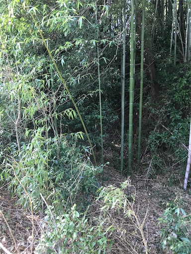 f:id:tmtmz:20210315191720j:image