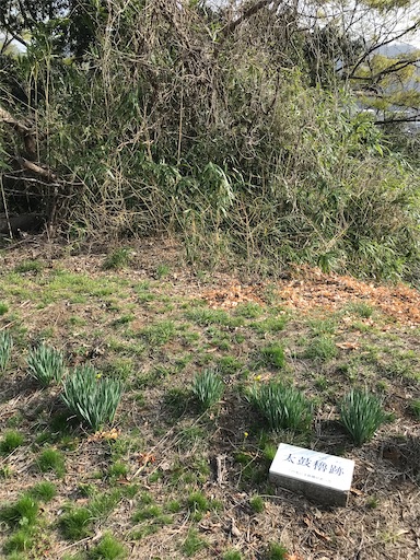 f:id:tmtmz:20210331193149j:image f:id:tmtmz:20210331193149j:image