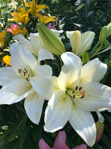 f:id:tmtmz:20210602233245j:image f:id:tmtmz:20210602233245j:image