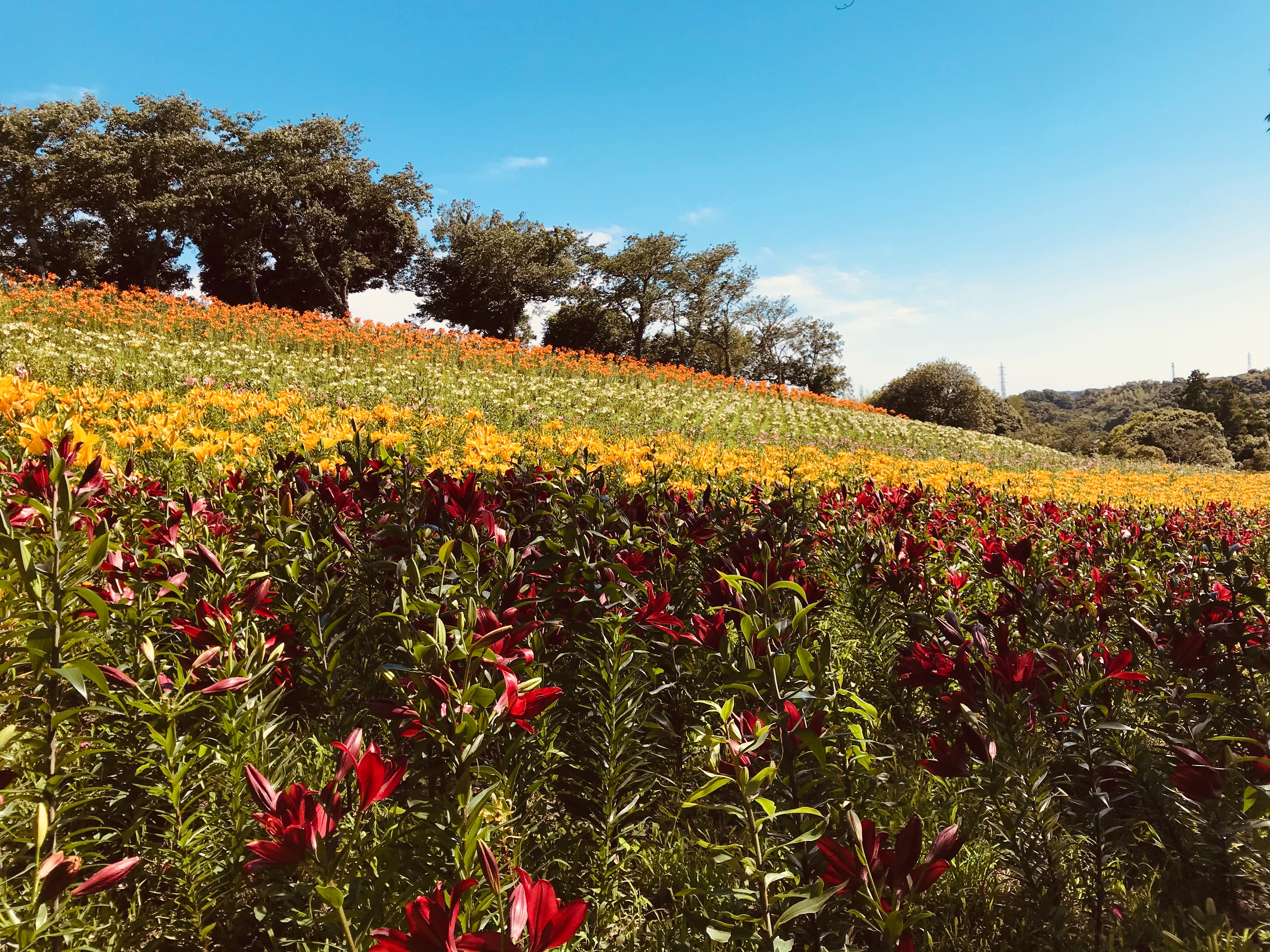 f:id:tmtmz:20210603064106j:image f:id:tmtmz:20210603064106j:image