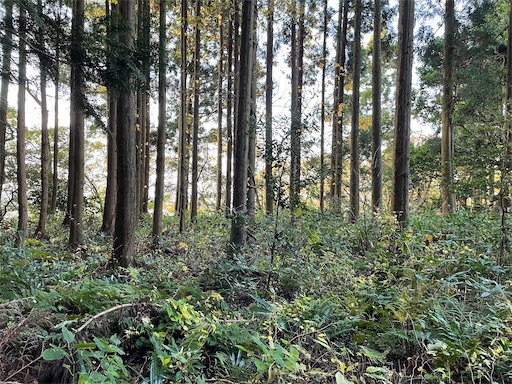 f:id:tmtmz:20211121231116j:image