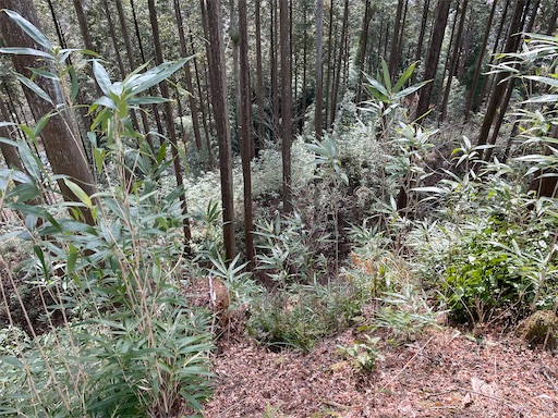 f:id:tmtmz:20220307211722j:image