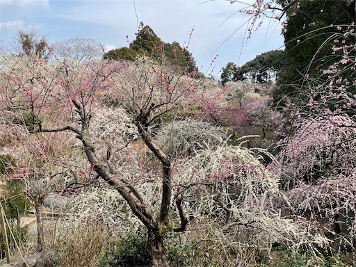 f:id:tmtmz:20220313171838j:image f:id:tmtmz:20220313171838j:image