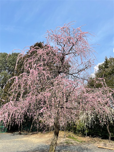 f:id:tmtmz:20220313171843j:image f:id:tmtmz:20220313171843j:image