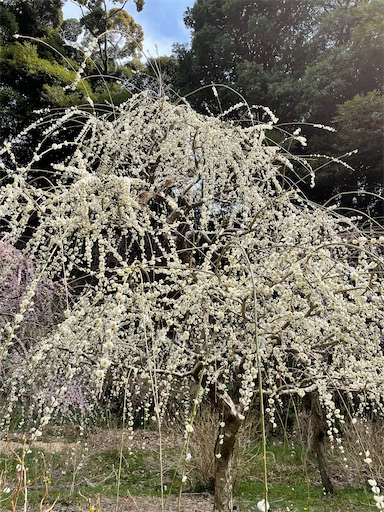 f:id:tmtmz:20220313171846j:image f:id:tmtmz:20220313171846j:image