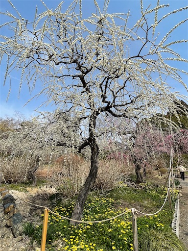 f:id:tmtmz:20220313171853j:image f:id:tmtmz:20220313171853j:image