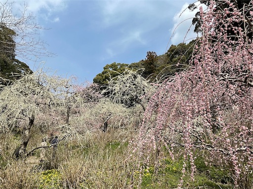 f:id:tmtmz:20220313171955j:image f:id:tmtmz:20220313171955j:image