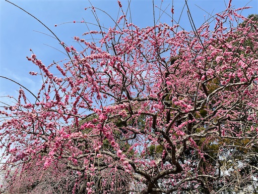 f:id:tmtmz:20220313172011j:image f:id:tmtmz:20220313172011j:image