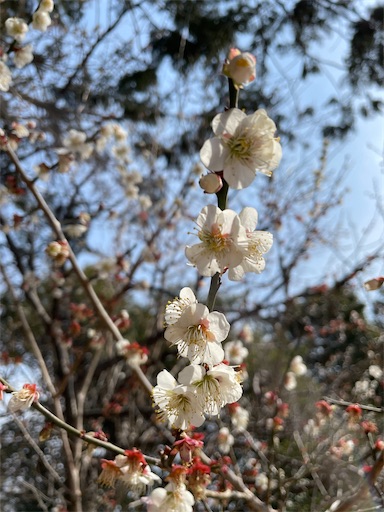 f:id:tmtmz:20220313172037j:image f:id:tmtmz:20220313172037j:image