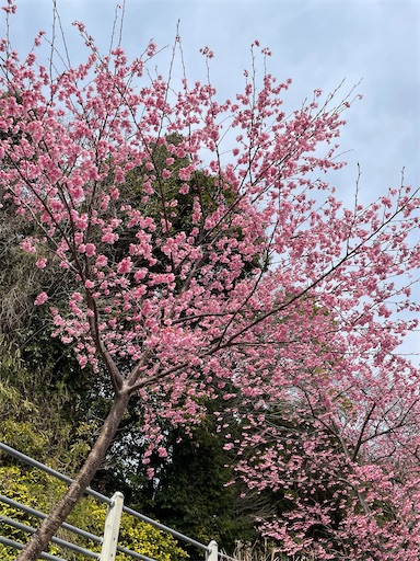 f:id:tmtmz:20220313172420j:image