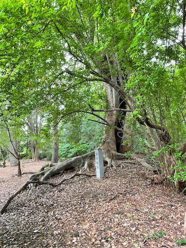 f:id:tmtmz:20220710101951j:image