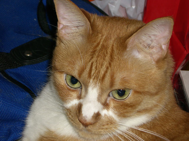 f:id:tmx:20060130184624j:image:w240 f:id:tmx:20060130184624j:image:w240