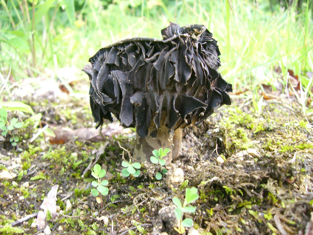 個別 茸 謎いキノコ の写真 画像 Creaturesmushroom Xmlがキライ S Fotolife 個別 茸 謎いキノコ の写真 画像 Creaturesmushroom Xmlがキライ S Fotolife