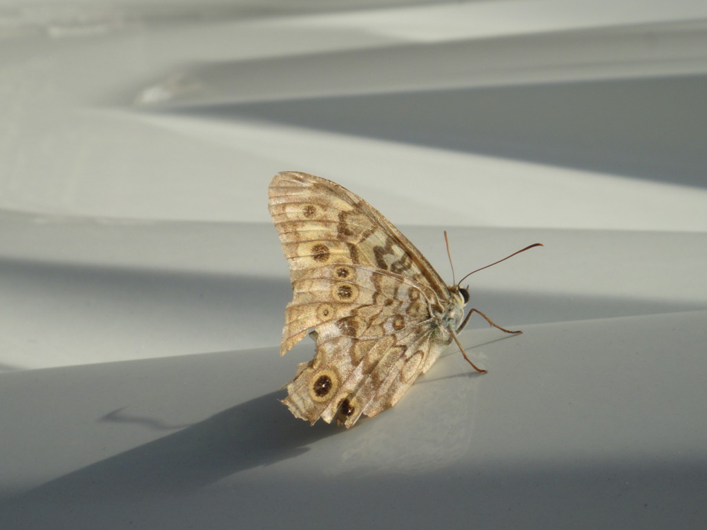 f:id:tmx:20120902084220j:image