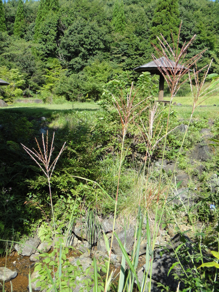 f:id:tmx:20120902090156j:image