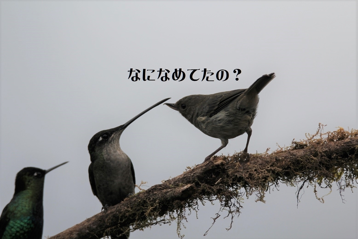 f:id:tna3yko:20191229201947j:plain