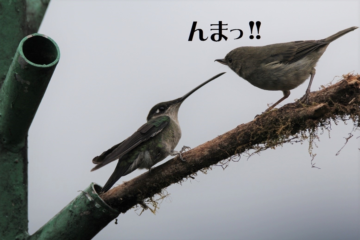f:id:tna3yko:20191229201949j:plain