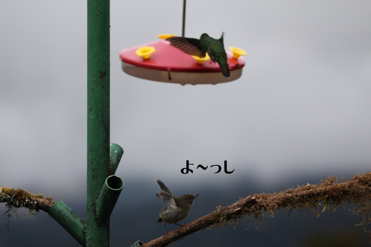 f:id:tna3yko:20191229203309j:plain