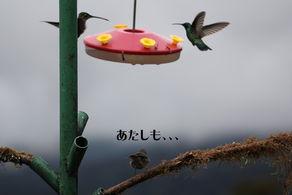 f:id:tna3yko:20191229203311j:plain