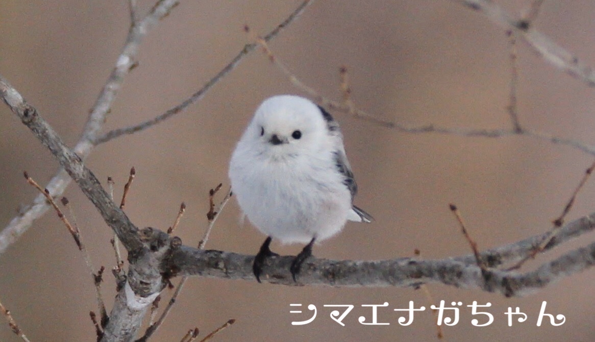 f:id:tna3yko:20191231135155j:plain