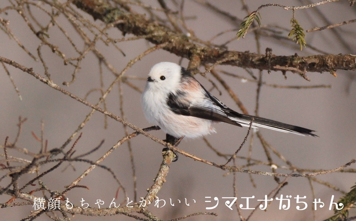 f:id:tna3yko:20191231135216j:plain