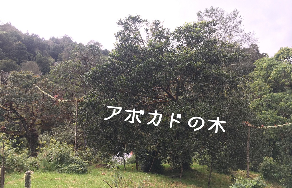 f:id:tna3yko:20191231135748j:plain